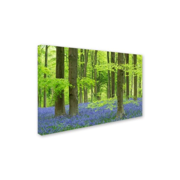 Adam Burton 'Woodland Realms' Canvas Art,16x24